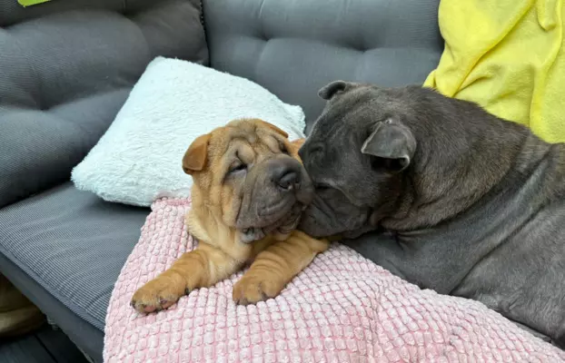 SHAR-PEI hodowla domowa shar pei FCI szczeniaczek do odbioru 7