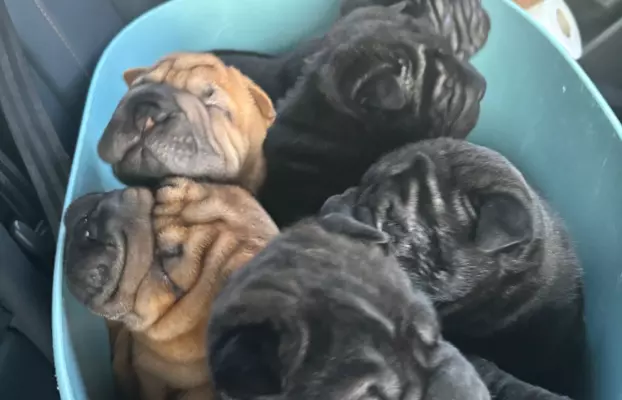 SHAR-PEI hodowla domowa shar pei FCI szczeniaczek do odbioru 8