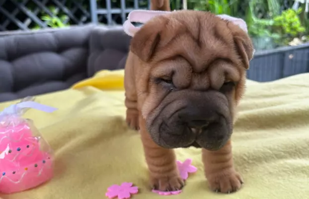 SHAR-PEI hodowla domowa shar pei FCI szczeniaczek do odbioru 9