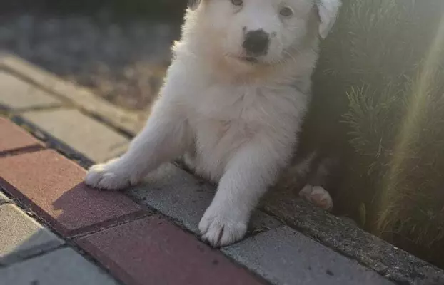 Piękne szczenięta Border Collie 4