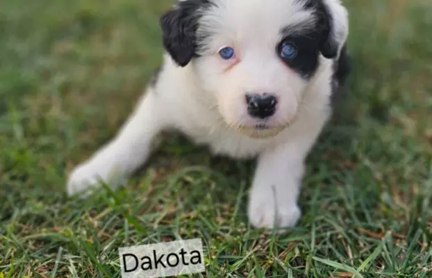 Piękne szczenięta Border Collie 5