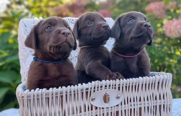 Labrador Czekoladowy - Szczenieta 7