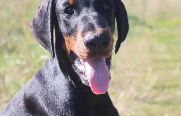 Doberman obiecujący piesek gotowy do odbioru ZKwP/FCI 1