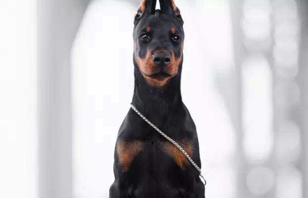 Doberman obiecujący piesek gotowy do odbioru ZKwP/FCI 4