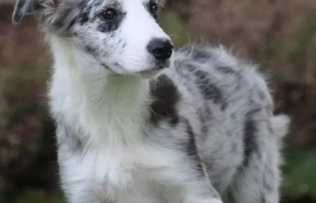 Border collie ZKWP 2