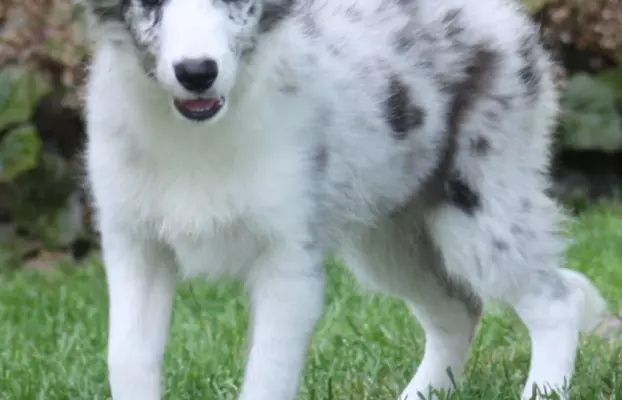 Border collie ZKWP 4