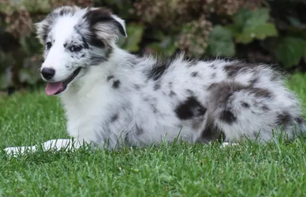 Border collie ZKWP 6