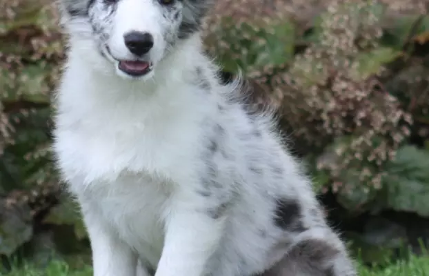 Border collie ZKWP 1