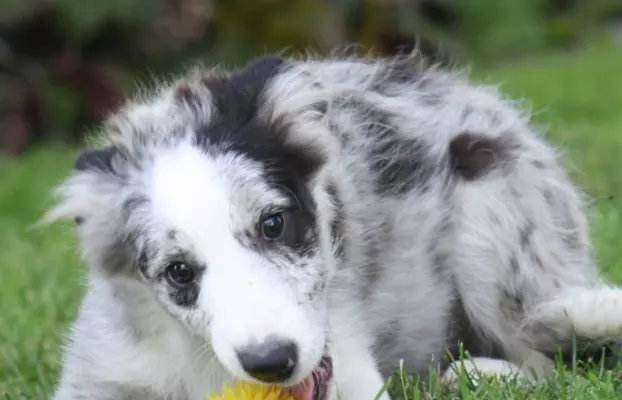 Border collie ZKWP 7