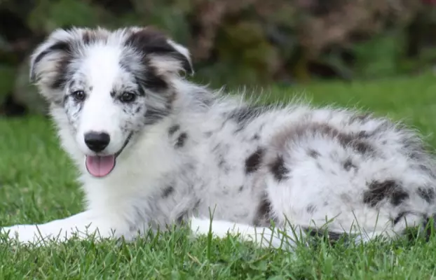 Border collie ZKWP 8