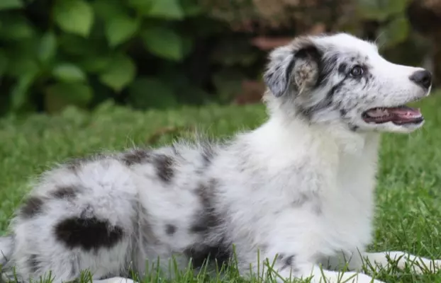 Border collie ZKWP 9