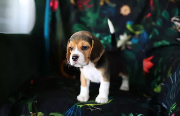 BEAGLE-wybitne szczeniaki, po championach 1