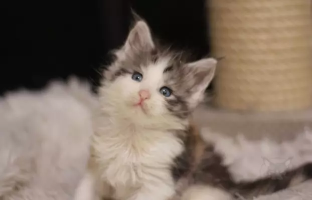 Wyjątkowa kotka Maine Coon niebieskie oczy szylkret tricolor 5