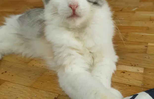 Wyjątkowa kotka Maine Coon niebieskie oczy szylkret tricolor 1