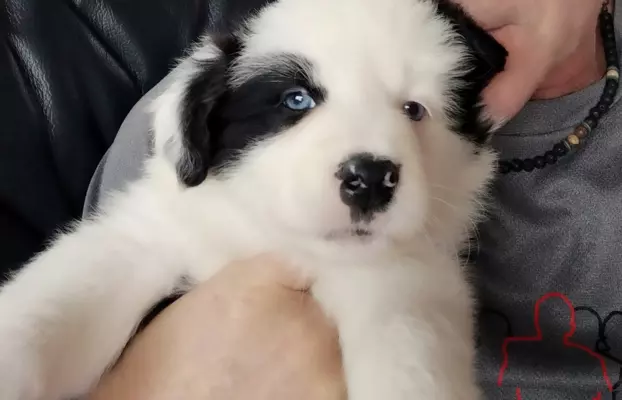 Piękne szczenięta Border Collie 2