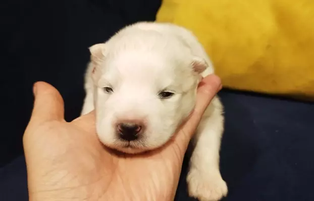 Samoyed/ Samojed CANIS E CATUS 2