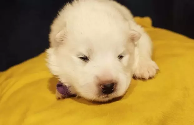 Samoyed/ Samojed CANIS E CATUS 3