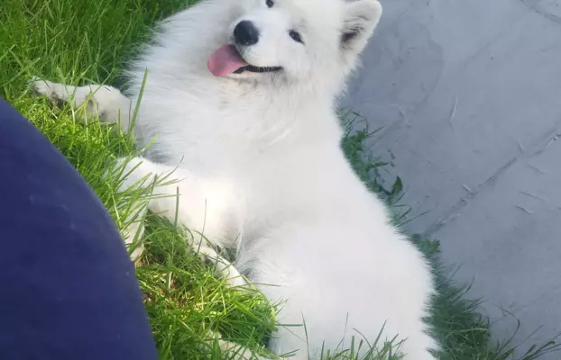 Samoyed/ Samojed CANIS E CATUS 7