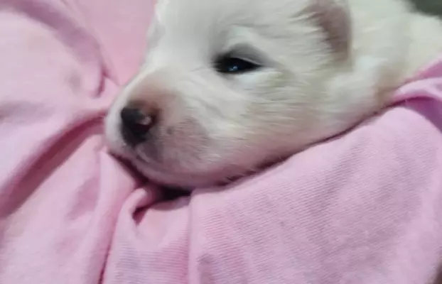 Samoyed/ Samojed CANIS E CATUS 8