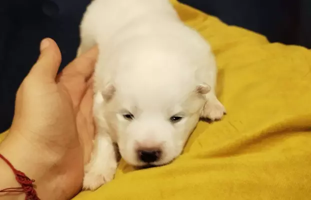 Samoyed/ Samojed CANIS E CATUS 9