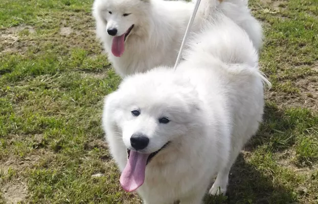 Samoyed/ Samojed CANIS E CATUS 10