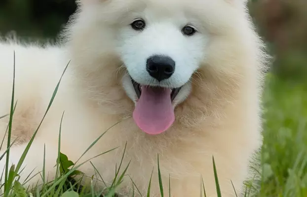 Sprzedam piękne szczenię, samiec Samoyed 1