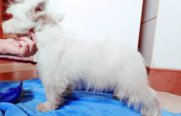 Piękny West Highland white terrier ZKWP FCI 7