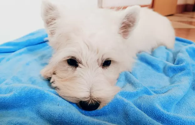 Piękny West Highland white terrier ZKWP FCI 8