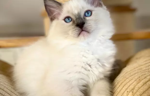 Kocięta Ragdoll po Grand Inter Championie . Już do odbioru 1