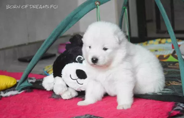 Samoyed szczenięta ZkwP 2