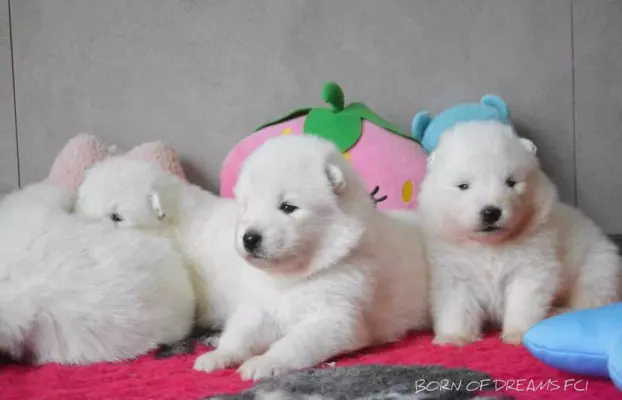 Samoyed szczenięta ZkwP 3