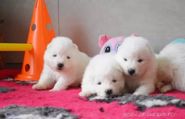 Samoyed szczenięta ZkwP 5