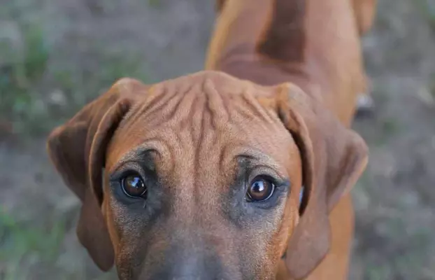 ostatni samiec po pracujących rodzicach w dogoterapii 5