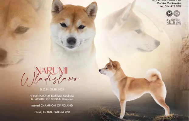 Dostępne do rezerwacji szczeniaczki Shiba Inu ZKWP 4