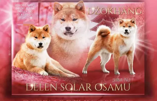 Dostępne do rezerwacji szczeniaczki Shiba Inu ZKWP 5