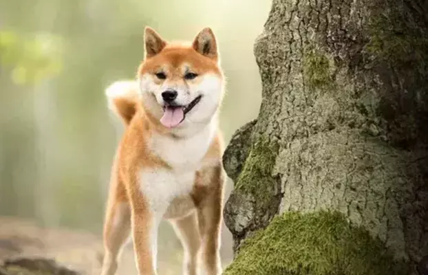 Dostępne do rezerwacji szczeniaczki Shiba Inu ZKWP 7