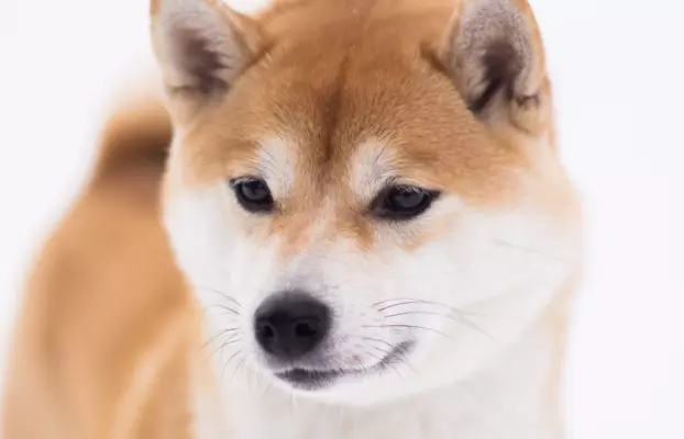 Dostępne do rezerwacji szczeniaczki Shiba Inu ZKWP 3