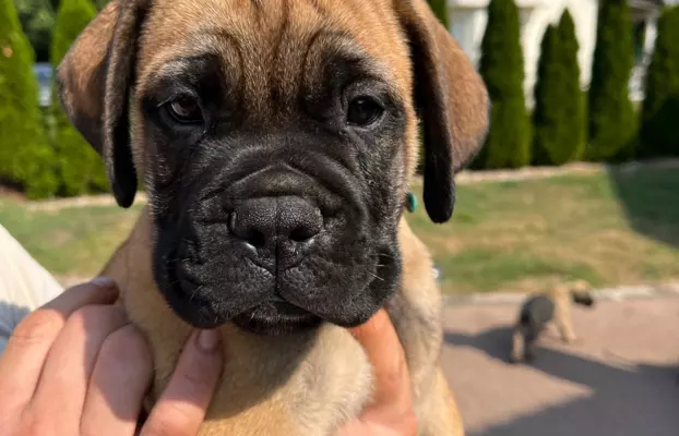 Piękne szczenięta bullmastiff 2