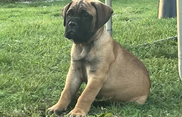 Piękne szczenięta bullmastiff 3