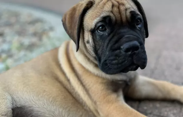 Piękne szczenięta bullmastiff 4