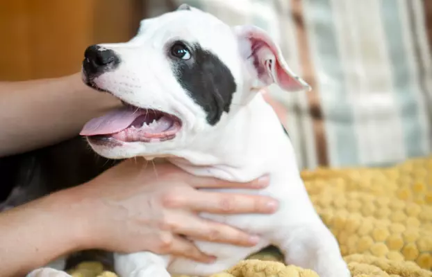 Suczka Amstaff ZKwP/FCI czarna czarno-biała ALPP clear 2