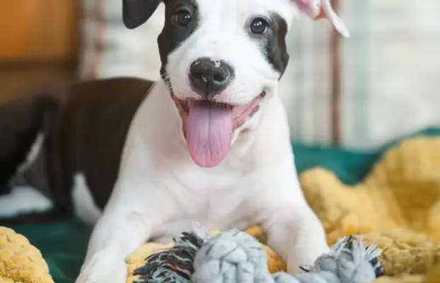 Suczka Amstaff ZKwP/FCI czarna czarno-biała ALPP clear 1