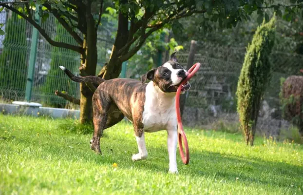 Suczka Amstaff ZKwP/FCI czarna czarno-biała ALPP clear 9