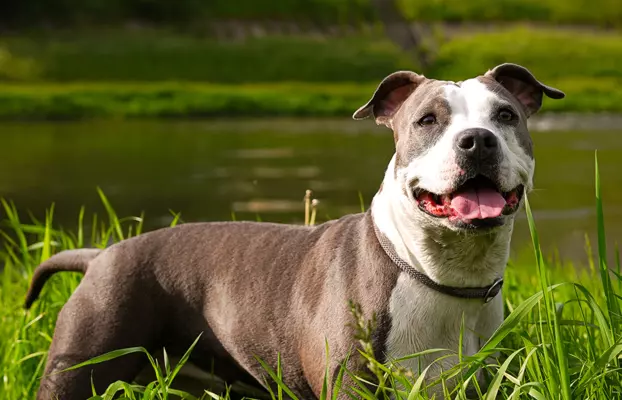 Suczka Amstaff ZKwP/FCI czarna czarno-biała ALPP clear 7