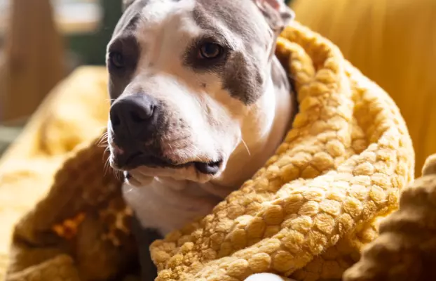 Suczka Amstaff ZKwP/FCI czarna czarno-biała ALPP clear 8