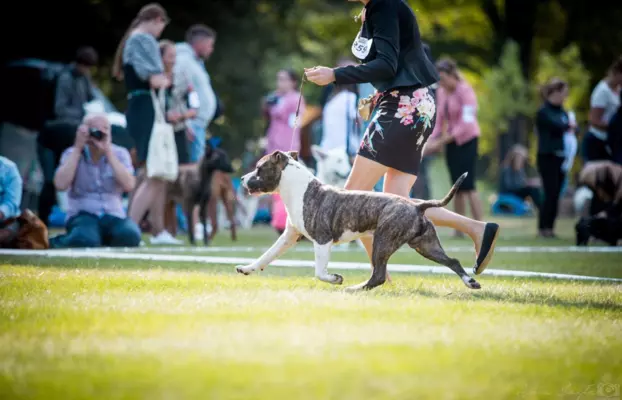 Suczka Amstaff ZKwP/FCI ALPP clear ATAXIA clear czarna 10