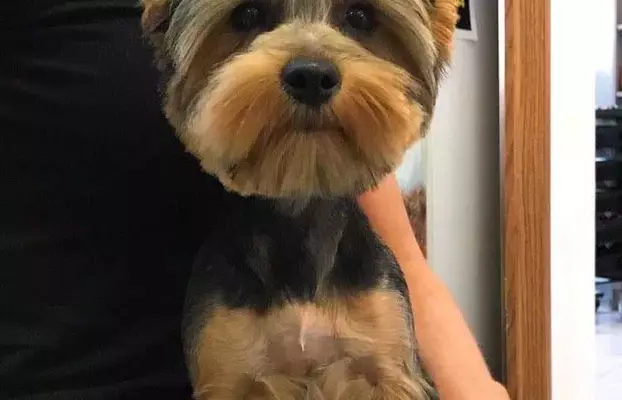 sprzedam yorkshire terrier piesek rodowód 3