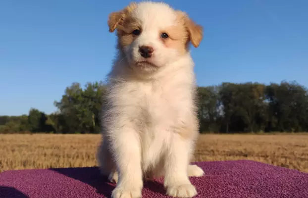 BORDER COLLIE - Samiec / Pies ee-red z hodowli WIĄZ 1