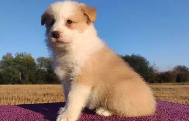 BORDER COLLIE - Samiec / Pies ee-red z hodowli WIĄZ 2