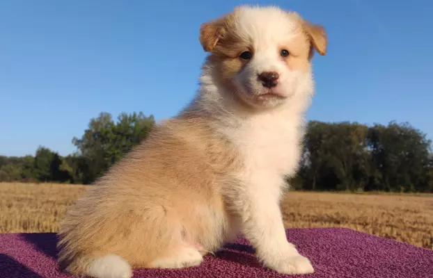 BORDER COLLIE - Samiec / Pies ee-red z hodowli WIĄZ 4